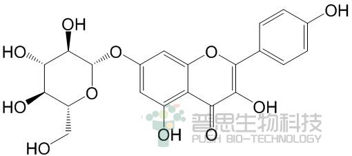 Kaempferol-7-O-glucoside